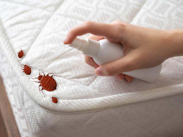 Professional Pest Control in Glade Spring, VA