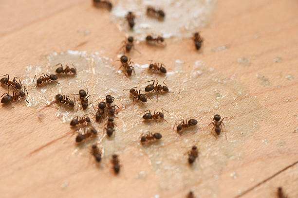 Best Affordable Pest Control Services  in Glade Spring, VA